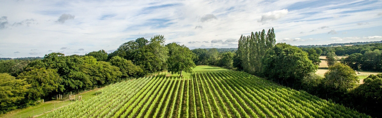 🇬🇧 Hidden Springs Vineyard