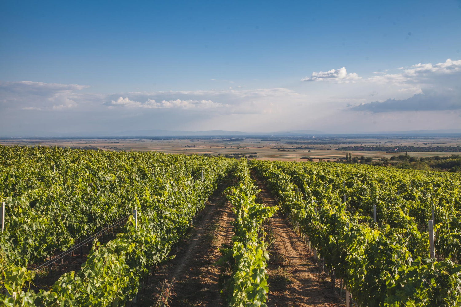 🆒 Deuric Vineyard, Serbia