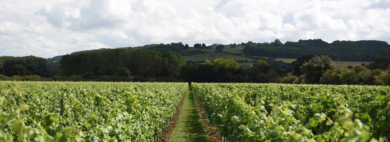 🌎 Whitehall Vineyard - UK